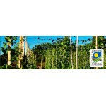 Garrofon Paella Valenciano